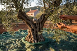 Obrana maslina stara 1.500 godina!