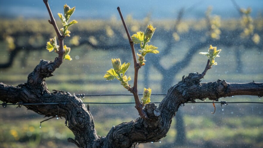 Obranite vinograde od crne pjegavosti vinove loze