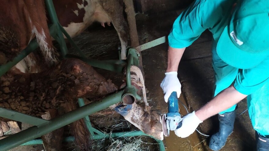 Papak glavu čuva: Neobrezivanje se može odraziti na zdravlje krava, ali i džep vlasnika