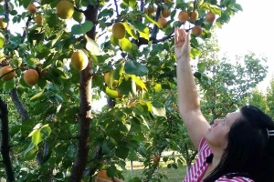 Markovići brinu o svakom stablu i uvek kajsije rekordno rasprodaju