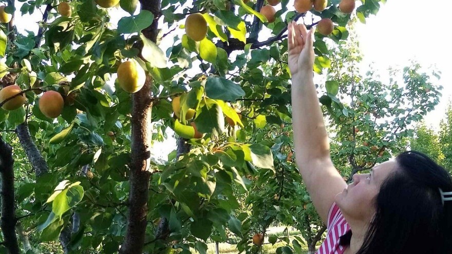 Markovići brinu o svakom stablu i uvek kajsije rekordno rasprodaju