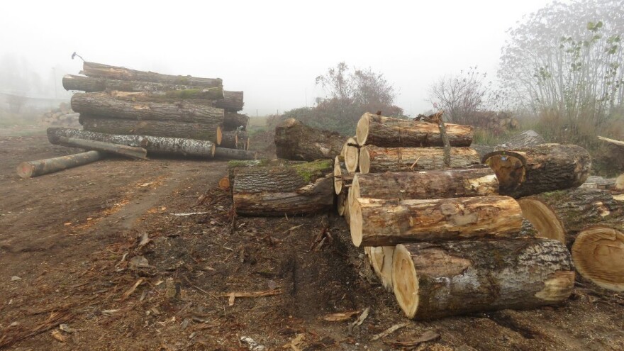 Neostvareni potencijal izvoza drvnog sektora veći od 2,3 milijarde kuna