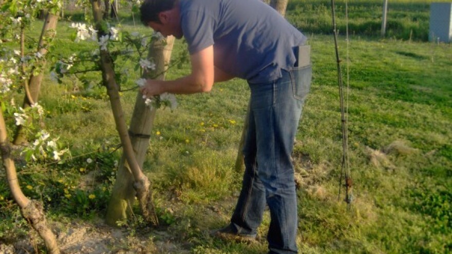 Od radija do crvenih jabuka