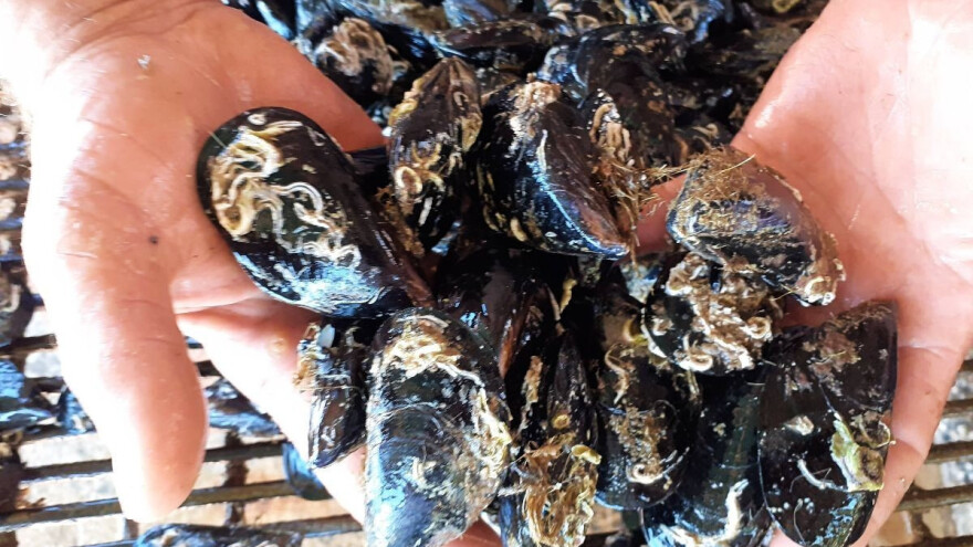 Novigradska dagnja dobila europsku zaštićenu oznaku izvornosti