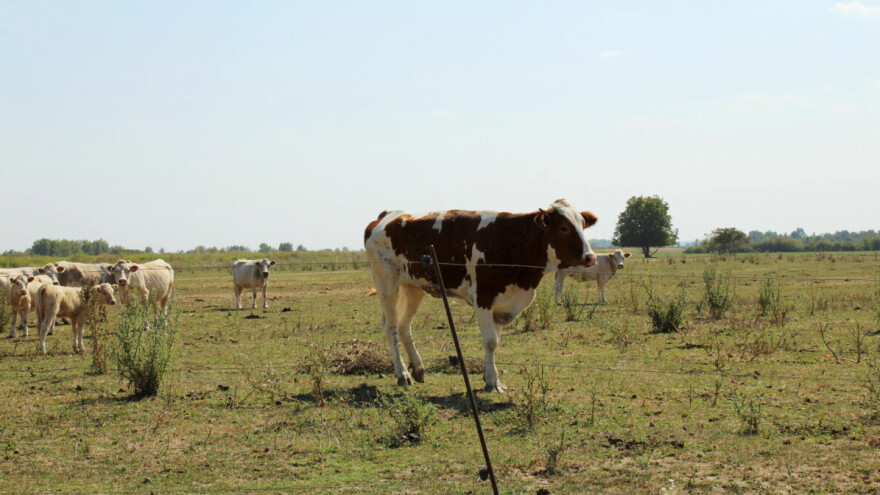 Krenula je isplata potpora za dobrobit životinja