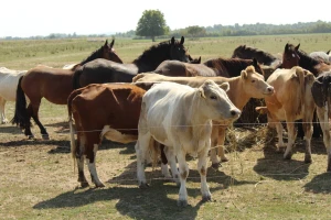 Kako u pet koraka postati ekološki proizvođač i ostvariti potporu?