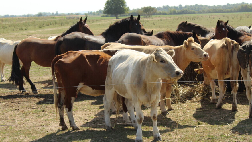 Kako u pet koraka postati ekološki proizvođač i ostvariti potporu?