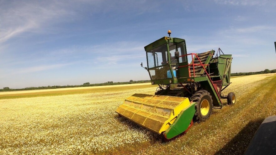 Obitelj Šimić kupila sušare i krenula u ozbiljnu proizvodnju kamilice