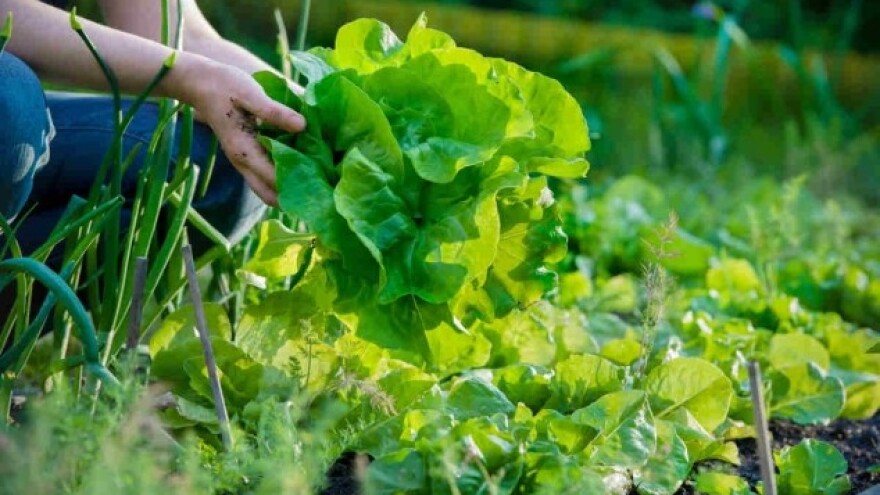 Besplatna obuka u oblasti organske proizvodnje