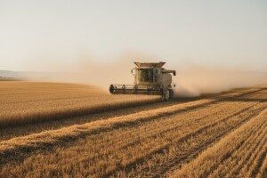 Očekivani urod pšenice 800.000 tona