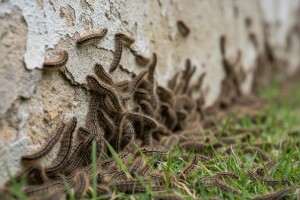 Očekuje li nas ove godine najezda gusjenica?
