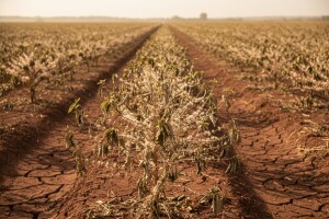 Očekuje nas porast cijene kave za 23%?