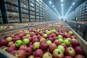 Očekuje se urod 100 tisuća tona jabuka