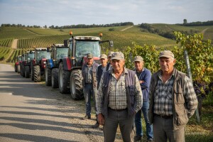 Očekuju nove uvjete za otkup grožđa