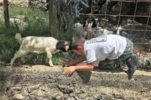 Šestogodišnji Andrija prepoznao ugriz vuka na vratu usmrćenih koza