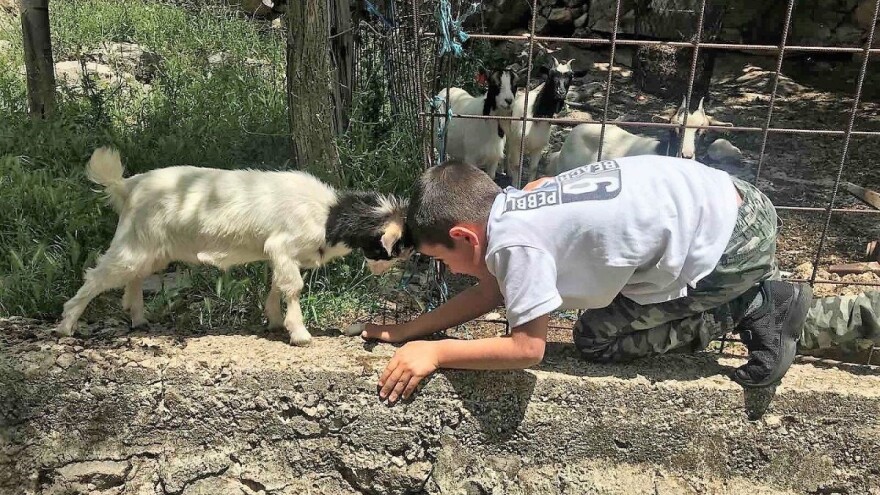 Šestogodišnji Andrija prepoznao ugriz vuka na vratu usmrćenih koza