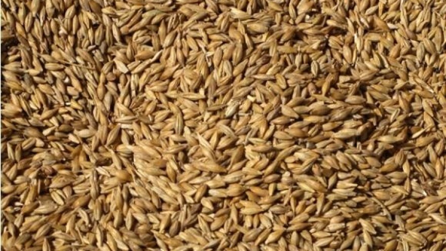 Oči 557 radnika uprte u Žito!