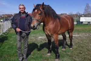 Nikad više pastuha hrvatskih hladnokrvnjaka na ocjenjivanju - imamo i kvantitetu i kvalitetu