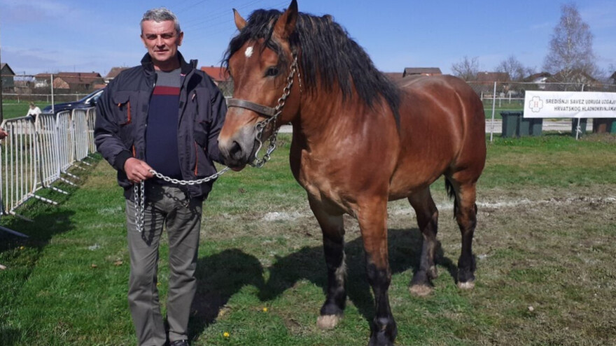 Nikad više pastuha hrvatskih hladnokrvnjaka na ocjenjivanju - imamo i kvantitetu i kvalitetu