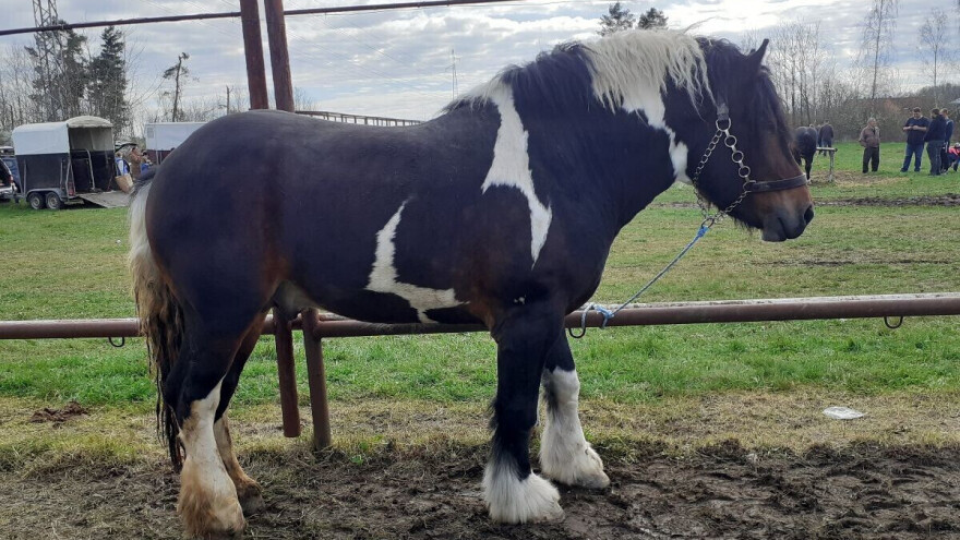 28. Državna konjogojska izložba u fokus stavlja autohtone hrvatske pasmine