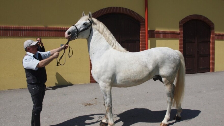 Ocjenjivanje kobila lipicanske pasmine privatnog uzgoja