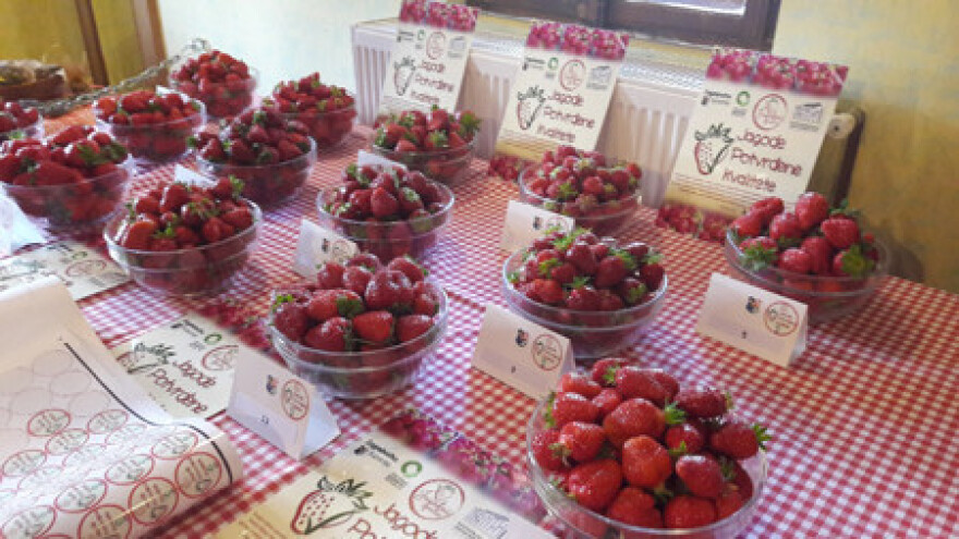 Albion je najukusnija sorta jagode i ove godine