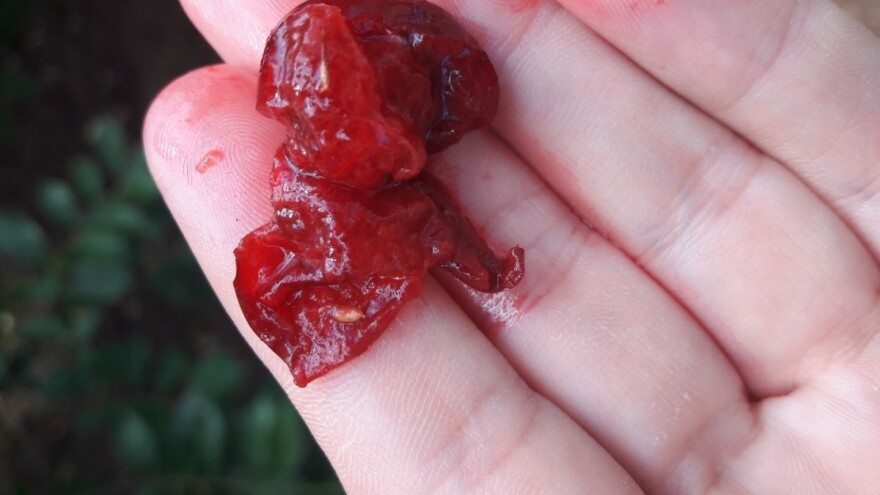 Nova štetočina: Sirćetna mušica čini velike štete u voćnjacima, kako je suzbiti?