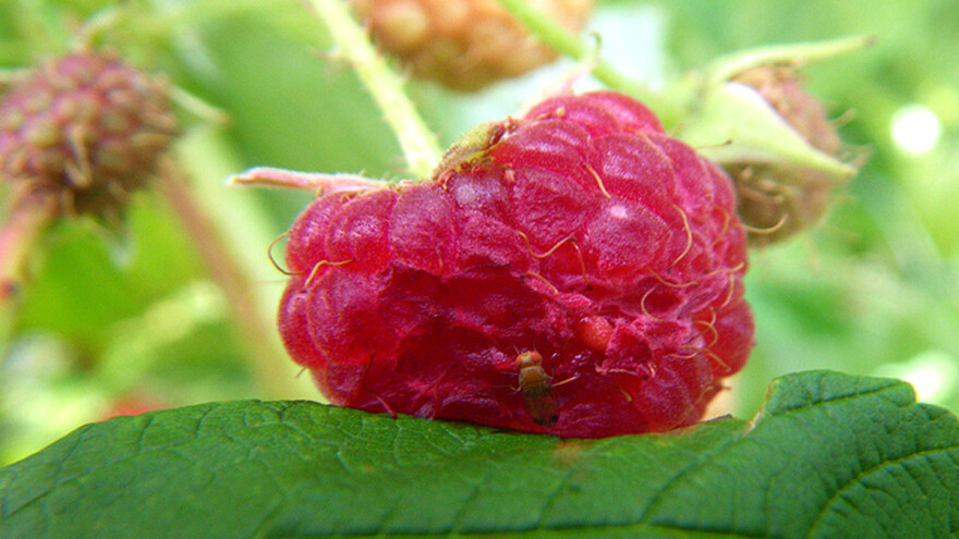 Mamci od plastične ambalaže služe za praćenje i ulov octene mušice ploda