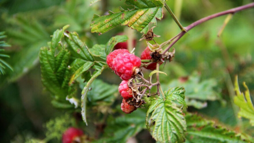 Jak napad octene mušice na malinama i kupinama