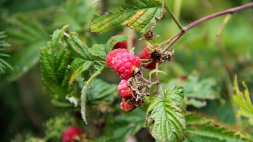 Octena mušica poharala maline i kupine!