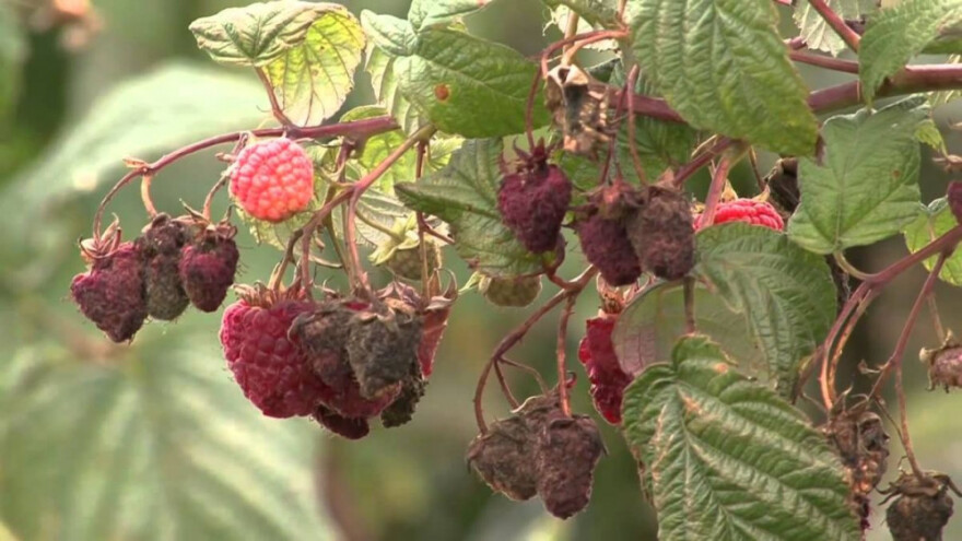 Sirćetna (octena) mušica hara bh voćnjacima