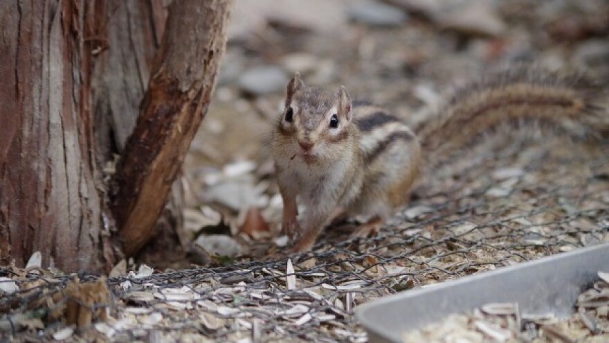 Regionalna saradnja u očuvanju biodiverziteta