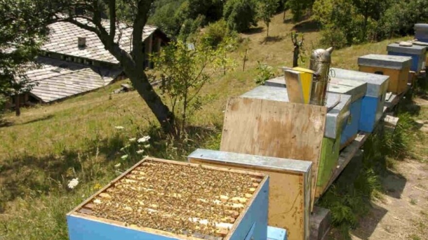 Borba za očuvanje pčelinjih društava