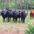 Amerikanci rade eksperiment: Šta će krave između borova?
