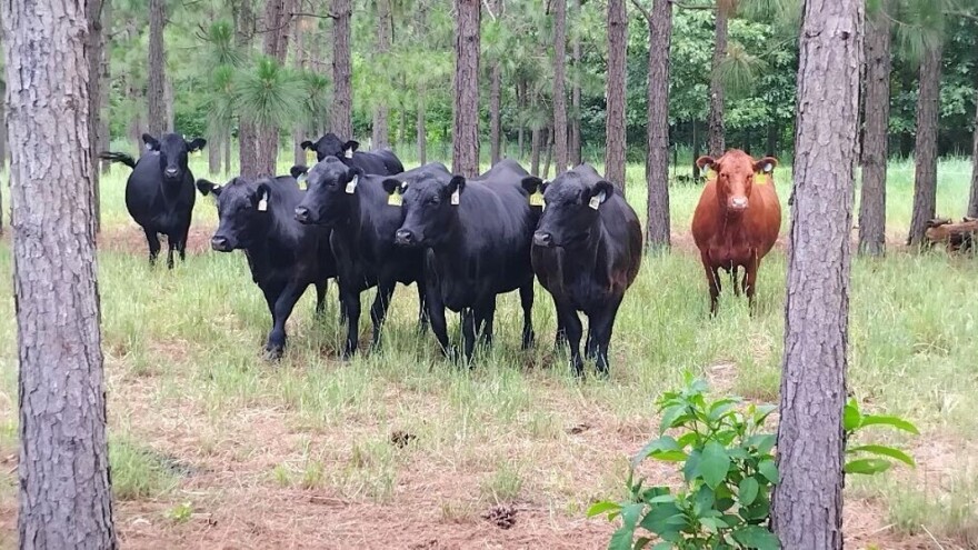 Amerikanci rade eksperiment: Šta će krave između borova?