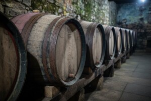 Od berbe do mladog vina