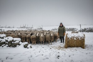 Od hladnoće stradalo stado ovaca