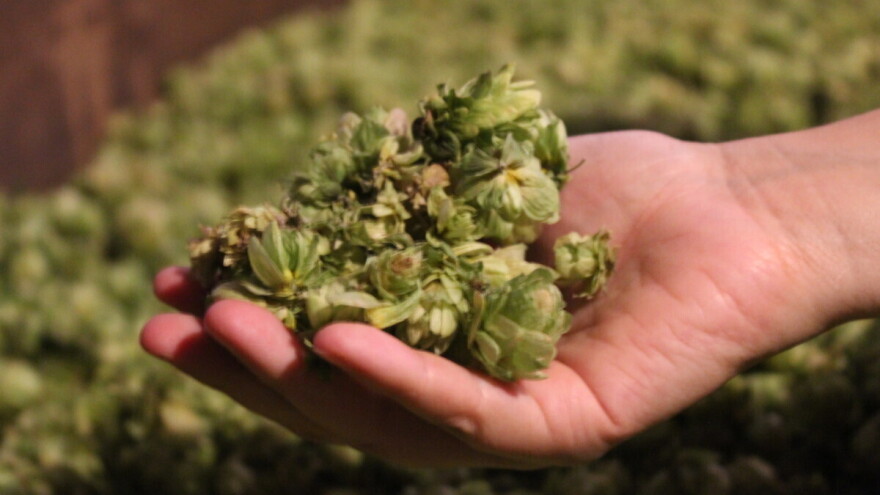 Hmelj je unosna kultura - šta treba znati prije početka sezone?