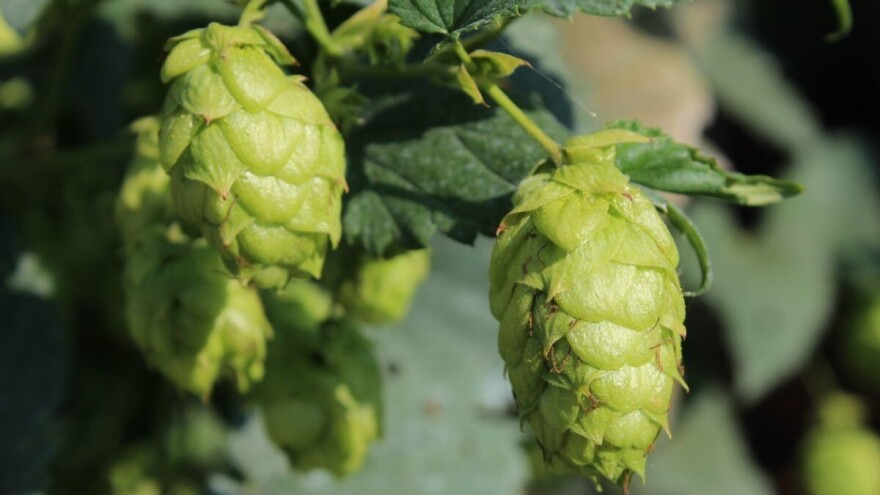 Ekspanzija zanatskog pivarstva dovela do velikog rasta proizvodnje hmelja