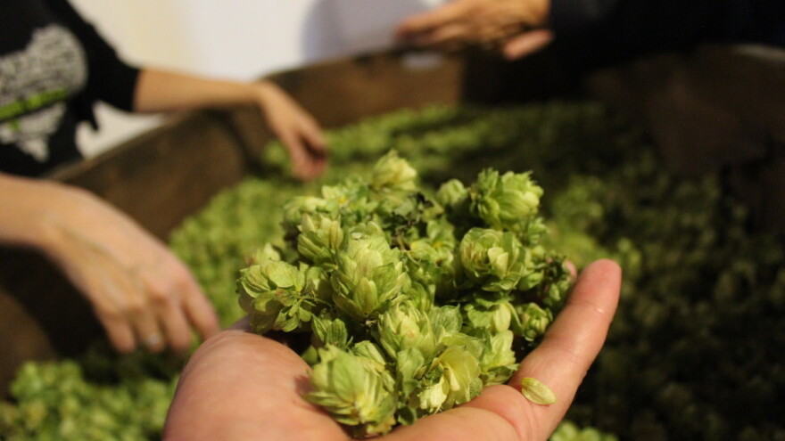 Sve više hmelja na vojvođanskim njivama