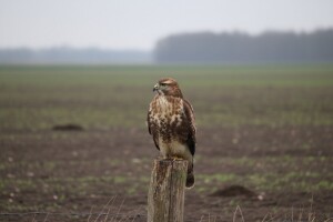 Od jednog para voluharica do čak dvije tisuće