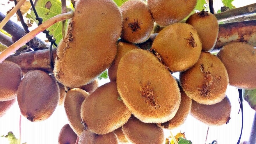 Banane i kivi uspešno uzgajaju i u Čačku