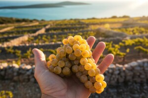Od "Paške žutice" do vrhunskog vina