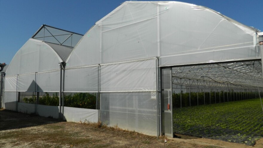 Tretiranje semena i setva povrća u organskoj proizvodnji