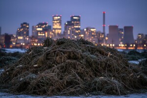 Od prikupljenih božićnih drvaca proizveli 1.700 MWh energije