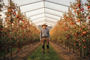 Od radija do crvenih jabuka