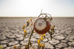 Od suše nije stradalo samo povrće, nego i drača