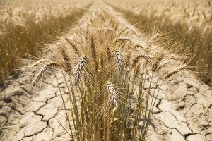 Od toplinskog udara najviše stradala pšenica