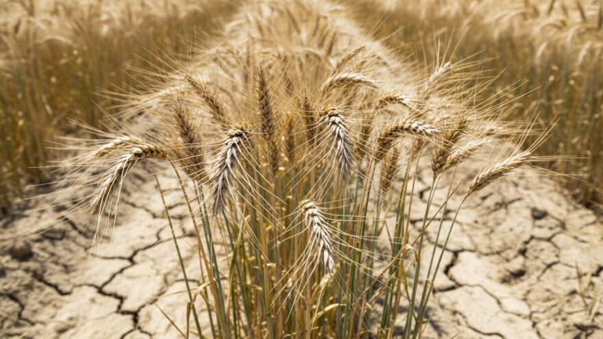 Od toplinskog udara najviše stradala pšenica