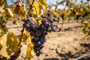 Od toplinskog udara vinova loza dobila "infarkt"